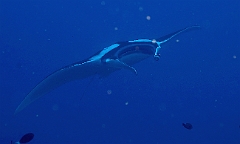 Raja Ampat 2016 - Manta Biostris - Oceanic Manta Ray - Raie Manta Oceanique - IMG_4236_rc_filtered